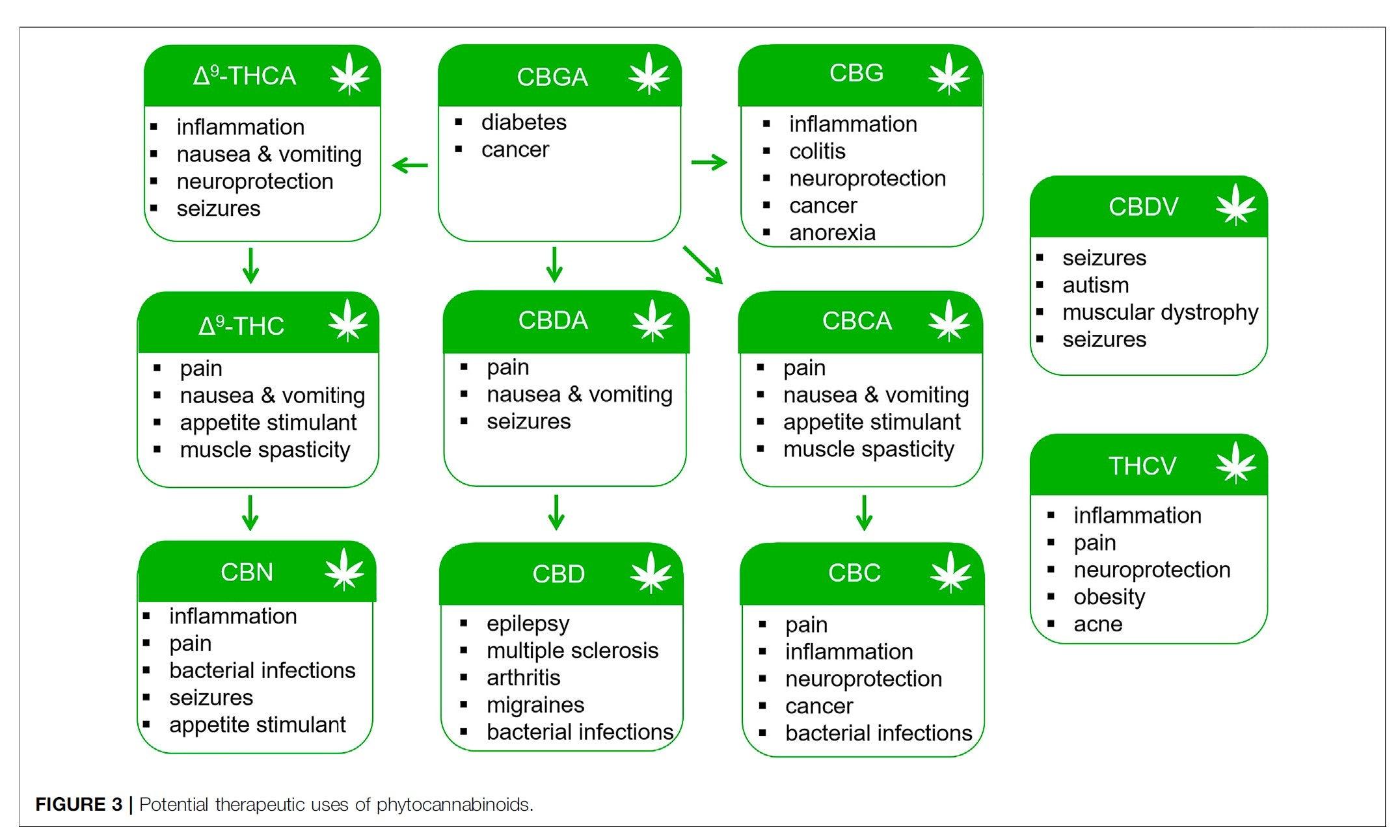 CBG & Minor Cannabinoids: What They Are and Why They Matter – Cannabis  Clinics Malta