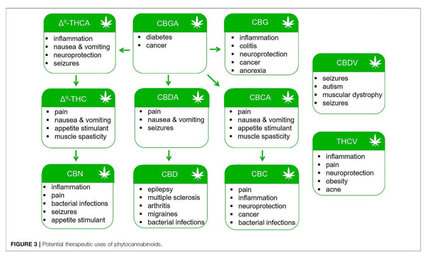 CBG et cannabinodes mineurs : ce qu'ils sont et pourquoi ils comptent   Cannabis Clinics Malta