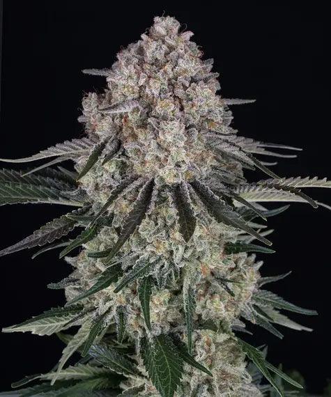 Sour Diesel Auto - Barney's Farm 3 Seed Pack