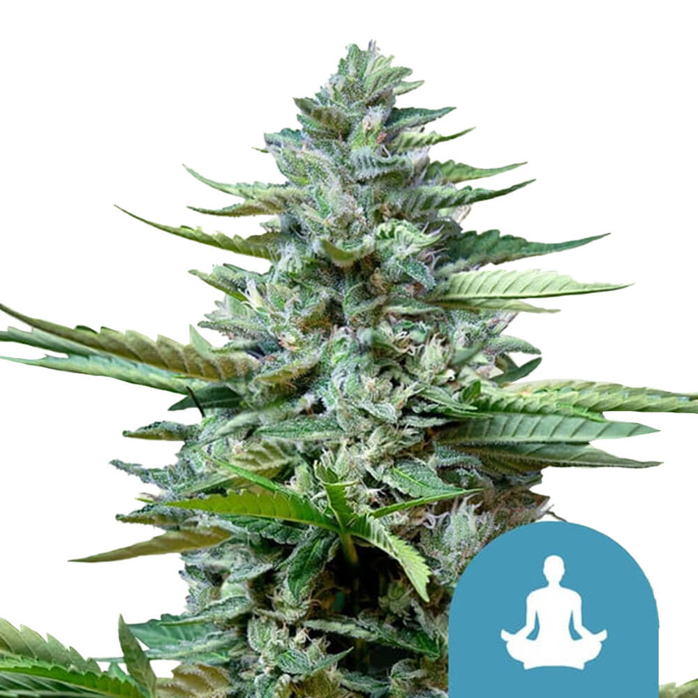 Cannabis Clinics Malta Royal Queen Seeds Stress Killer Automatic CBD Cannabis Seeds (3 Seed Pack) | Schnell wachsende, therapeutische Sorte
