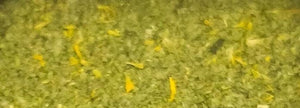 Close-up of dried green herbs and yellow petals, legal CBD product Malta