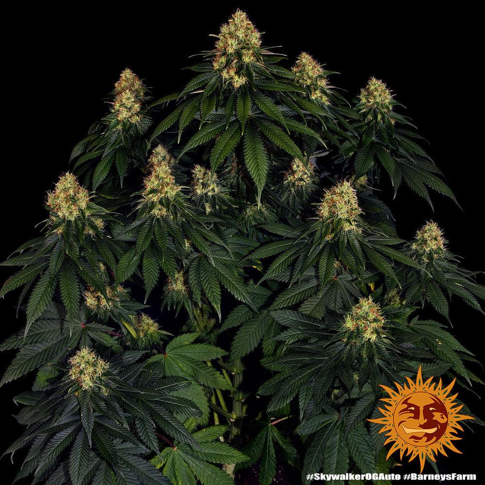 Skywalker OG Auto by Barney's Farm - Indica - 24% THC