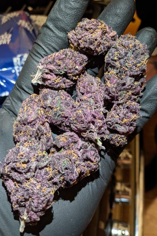 Blackberry Auto (1 Seed Pack) - Fast Buds - Indica - 23% THC - D Vape Store