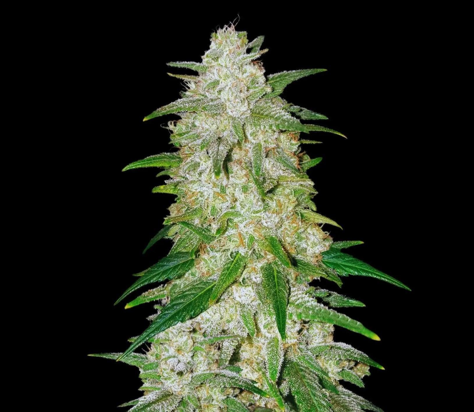 Cannabis Clinics Autoflower Seed's – Pick and Mix with Buy 4, Get 3 Free Offer! - D Vape Store