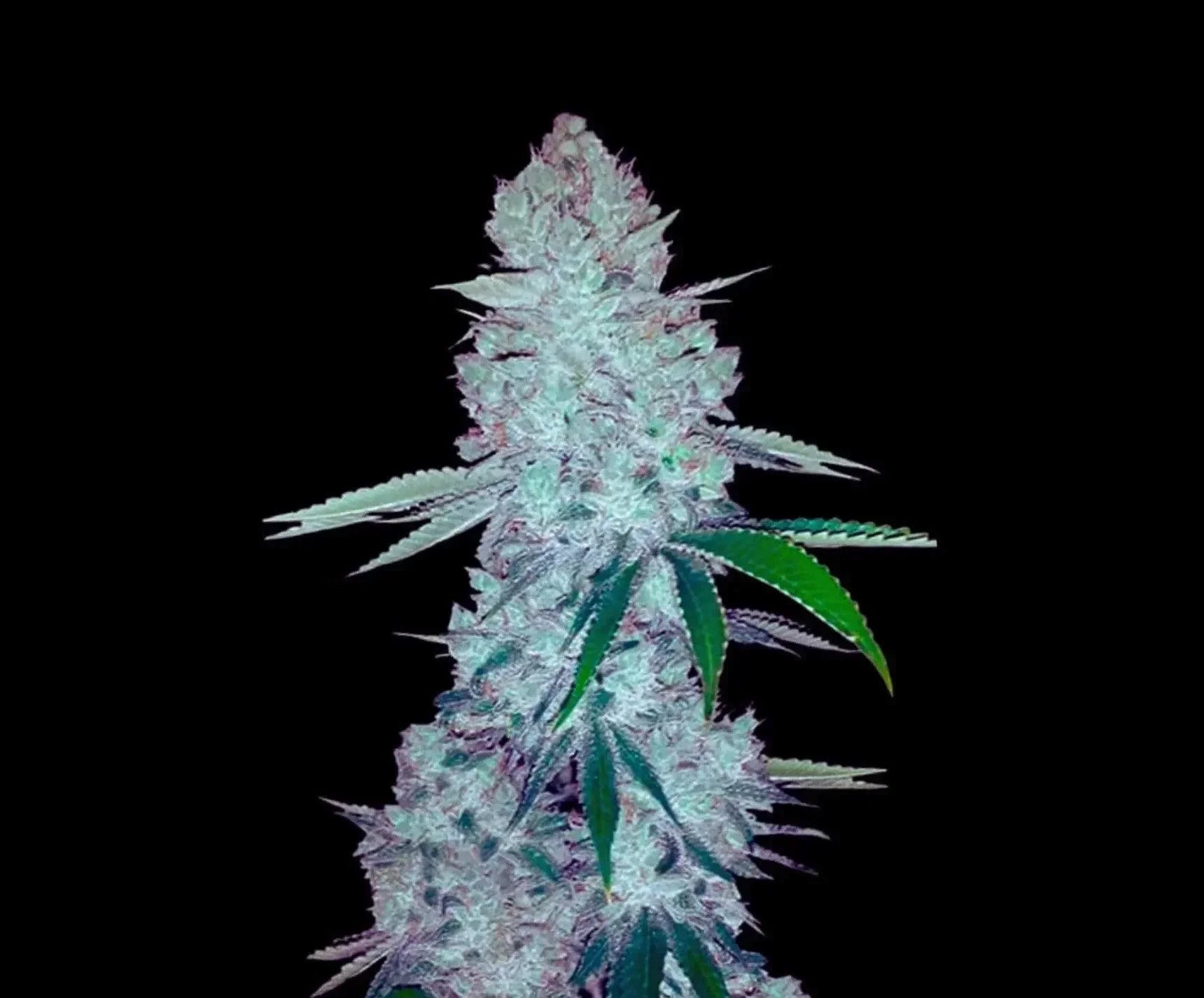 Seeds - Gorilla Glue Auto - Hybrid - 1 Seed or Buy 4 get 3 free - D Vape Store