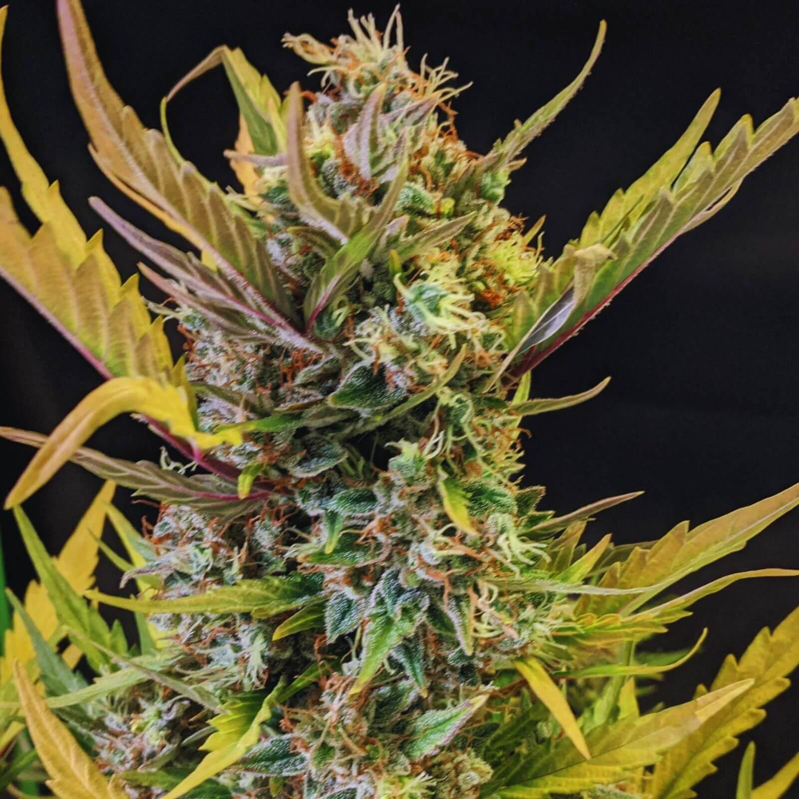 Seeds - Pineapple Express Auto - Indica - 1 Seed or Buy 4 get 1 free - D Vape Store