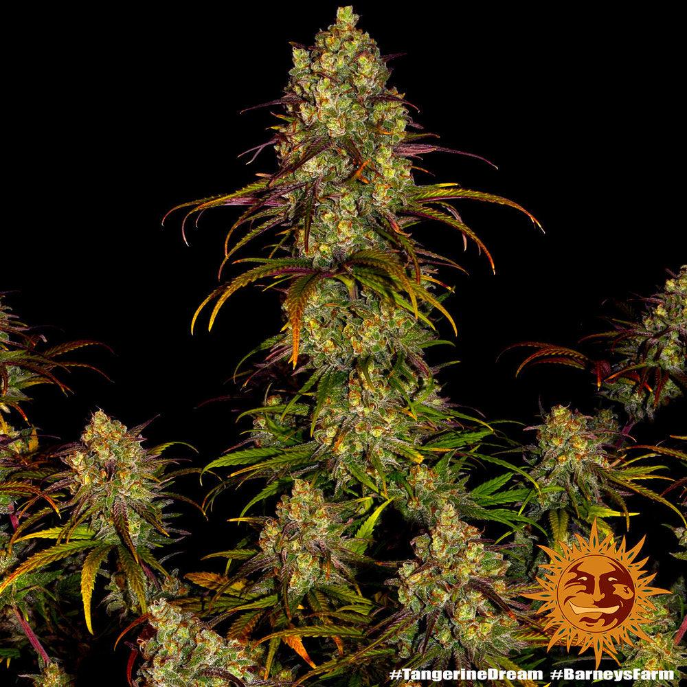 Tangerine Dream by Barney's Farm - 3 Seeds per Pack - Sativa - 20% THC