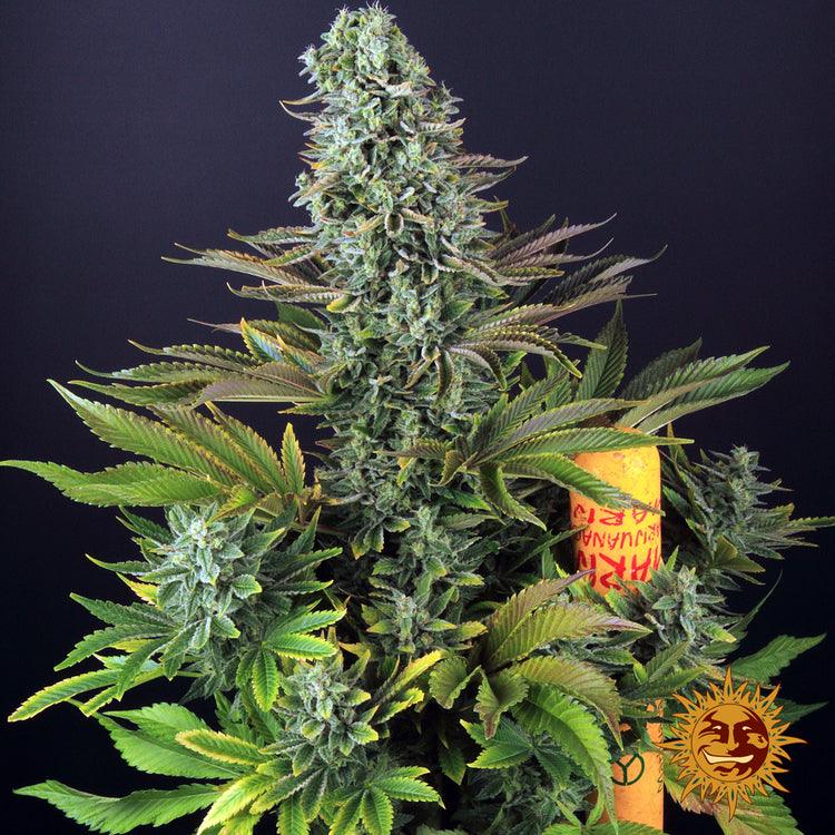 Tropicanna Banana by Barney's Farm - 3 Seeds - 25% THC - Sativa