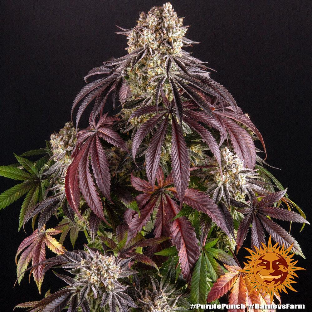 Purple Punch - 25% THC - Indica - full plant picture