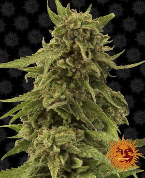 Seeds - CBD Critical Cure - 6.5% CBD:8.5% THC - Hybrid - 3 seeds - D Vape Store