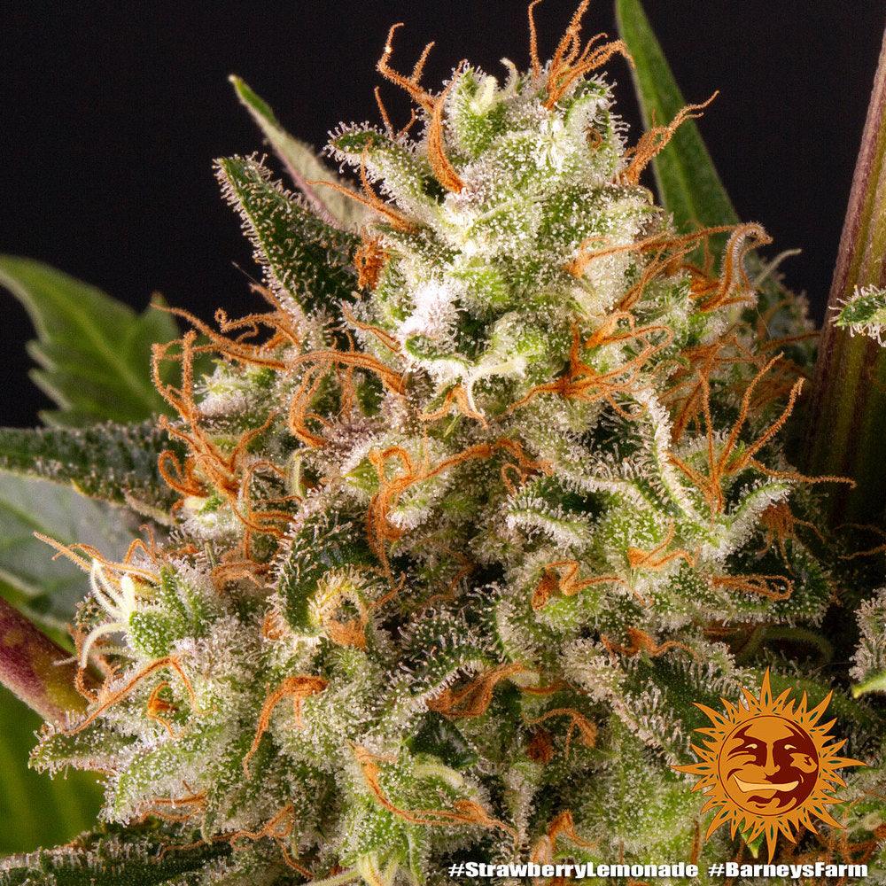 Strawberry Lemonade early flower