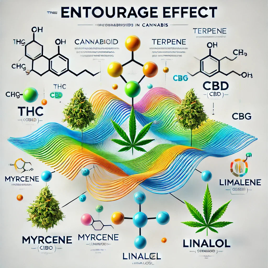Diagram showing the entourage effect cannabinoids and terpenes working together