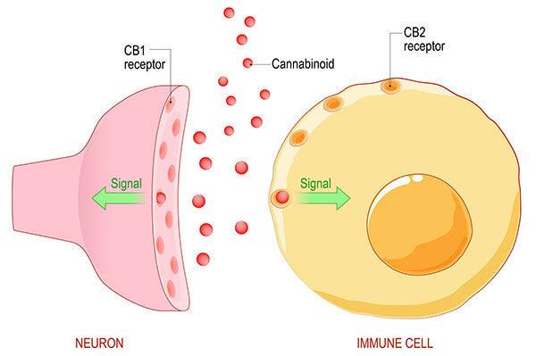 What are cannabinoids and their role in the Endocannabinoid system? - D Vape Store