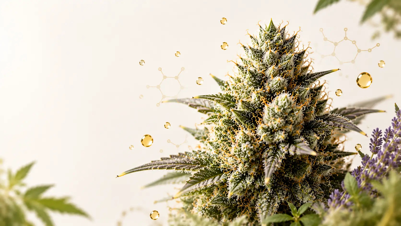 Macro photograph of a cannabis flower illustrating natural terpenes, aroma compounds and botanical chemistry.