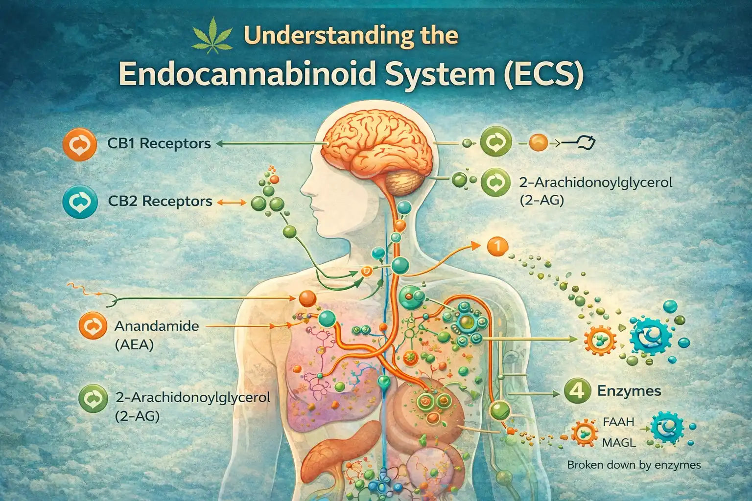 Educational diagram explaining cannabinoids and the endocannabinoid system (ECS) including CB1, CB2, anandamide and 2-AG