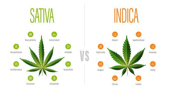 Illustration comparing Sativa and Indica cannabis leaves with effects and benefits listed.