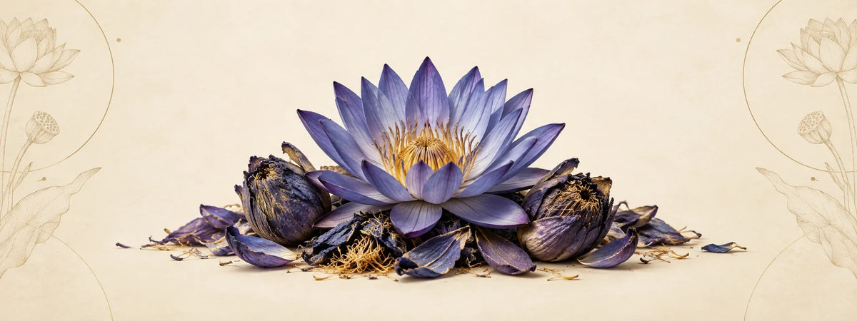 Blue Lotus collection featuring dried whole flowers, petals and stamens