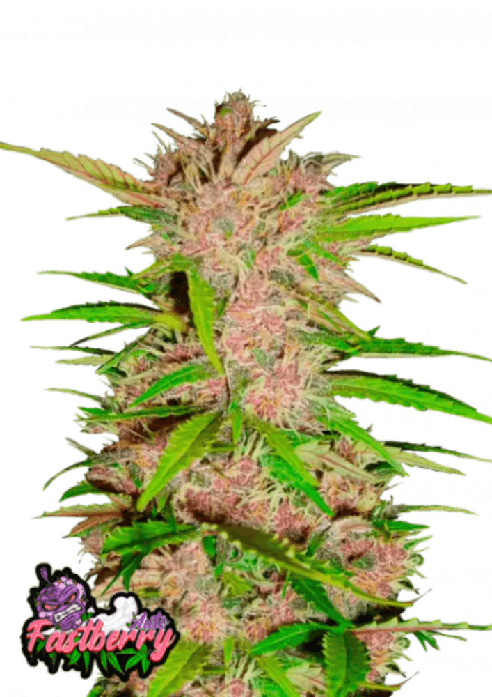 Fastberry Auto: A Sweet Blueberry Dream - 3 Seed Pack - 19% THC