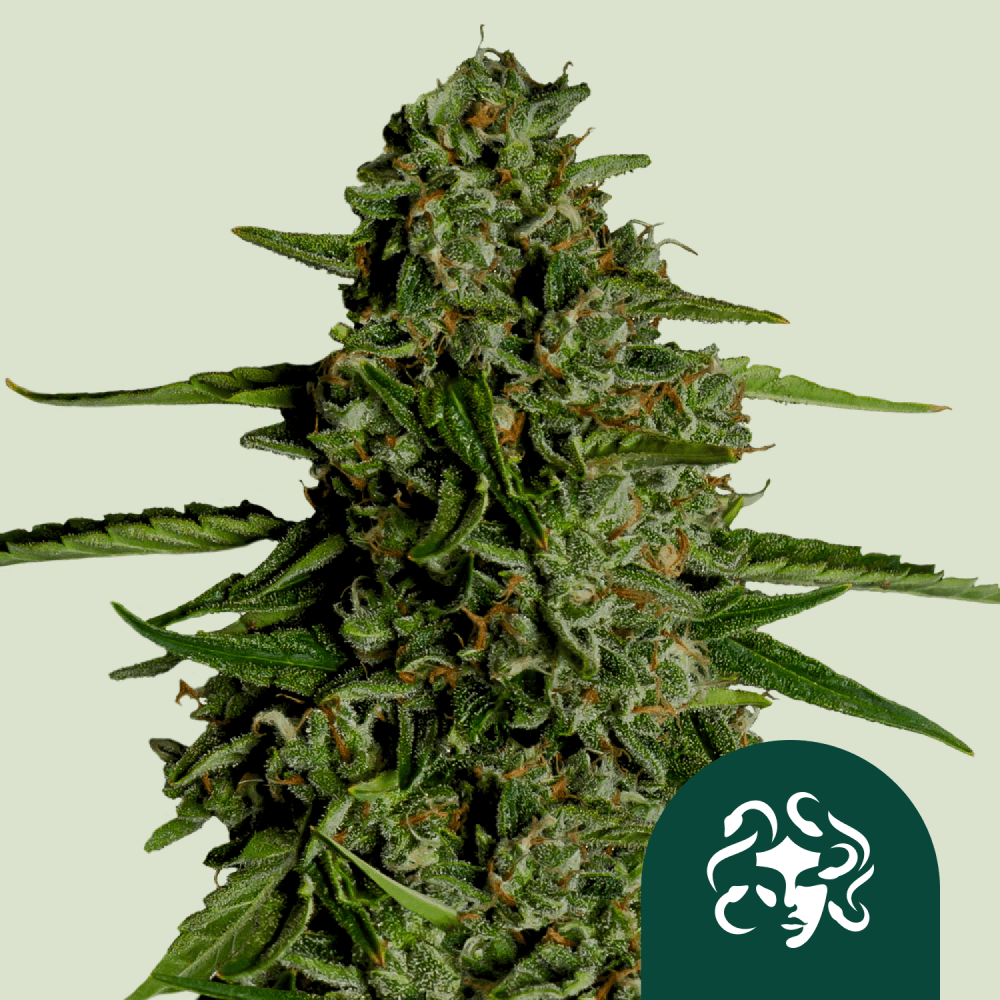 Medusa F1 Cannabis Seeds: Potent, Aromatic, and Easy-to-Grow F1 Hybrid