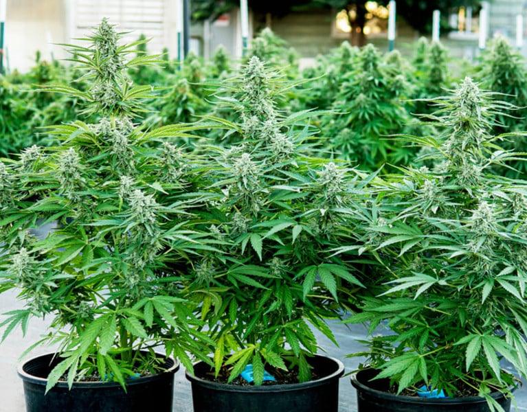 Titan F1 Cannabis Seeds: Ultra-Potent, Aromatic, and High-Yielding