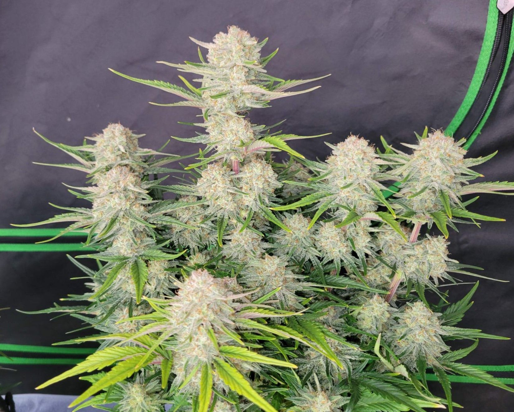 Apricot Auto (1 Seed Pack) - Fast Buds - Indica flowering