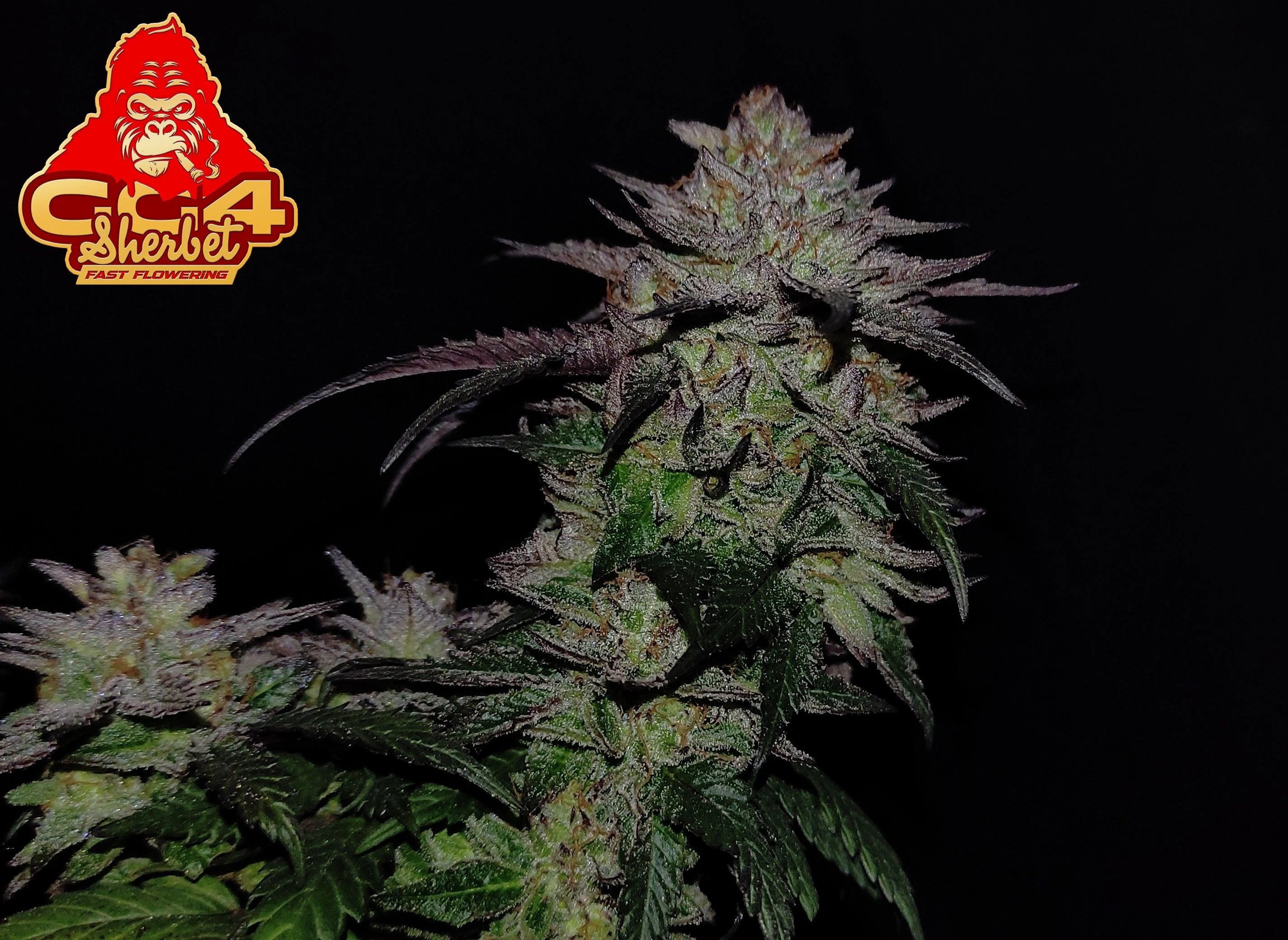 GG4 Sherbet Fast Flowering (1 Seed Pack) - Fast Buds - Indica