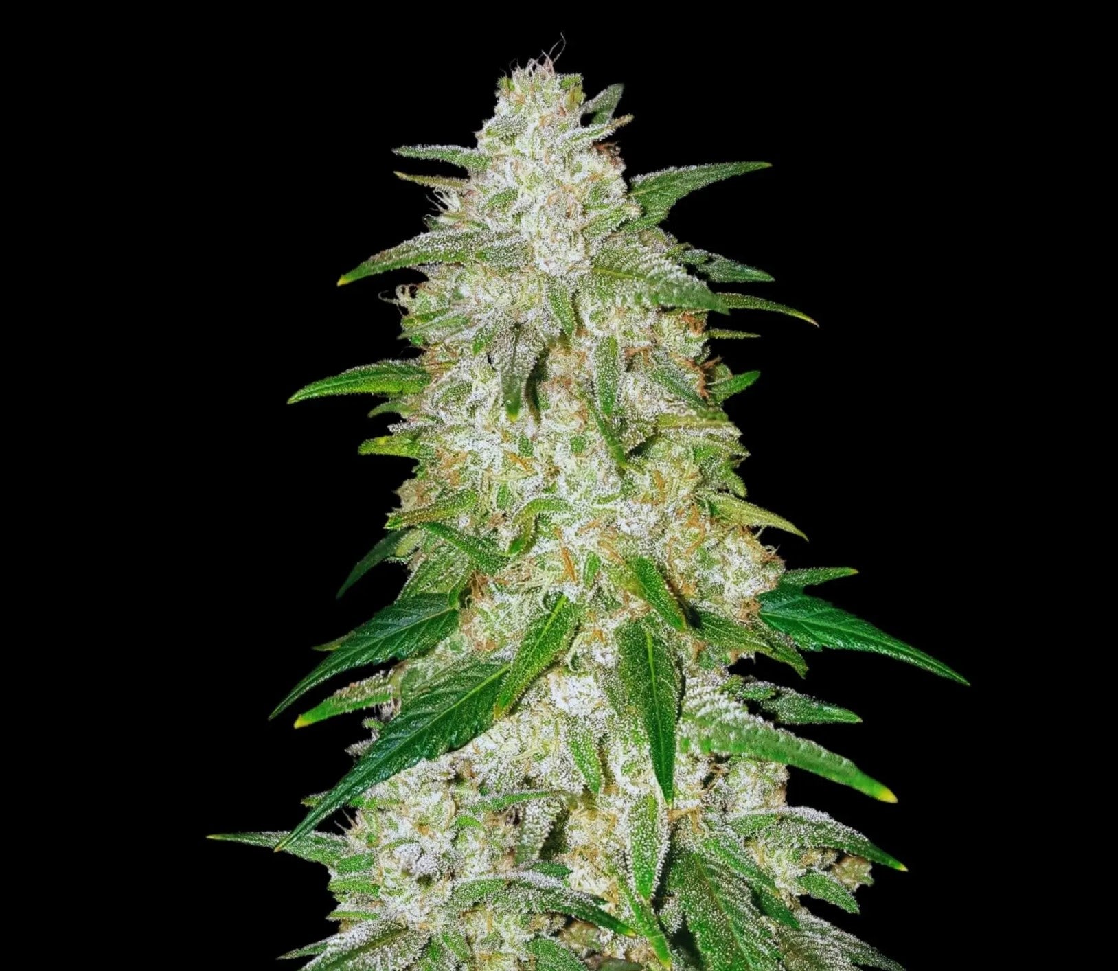 Seeds - Gelato Auto - Indica - 1 Seed or Buy 4 get 1 free