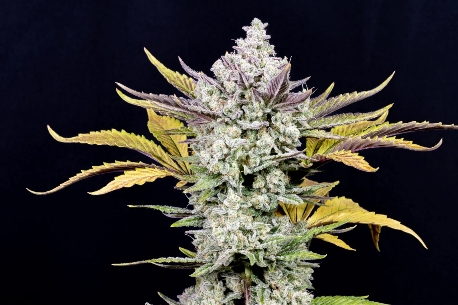 Gorilla Cookies Fast Flowering (1 Seed Pack) - Fast Buds - Indica