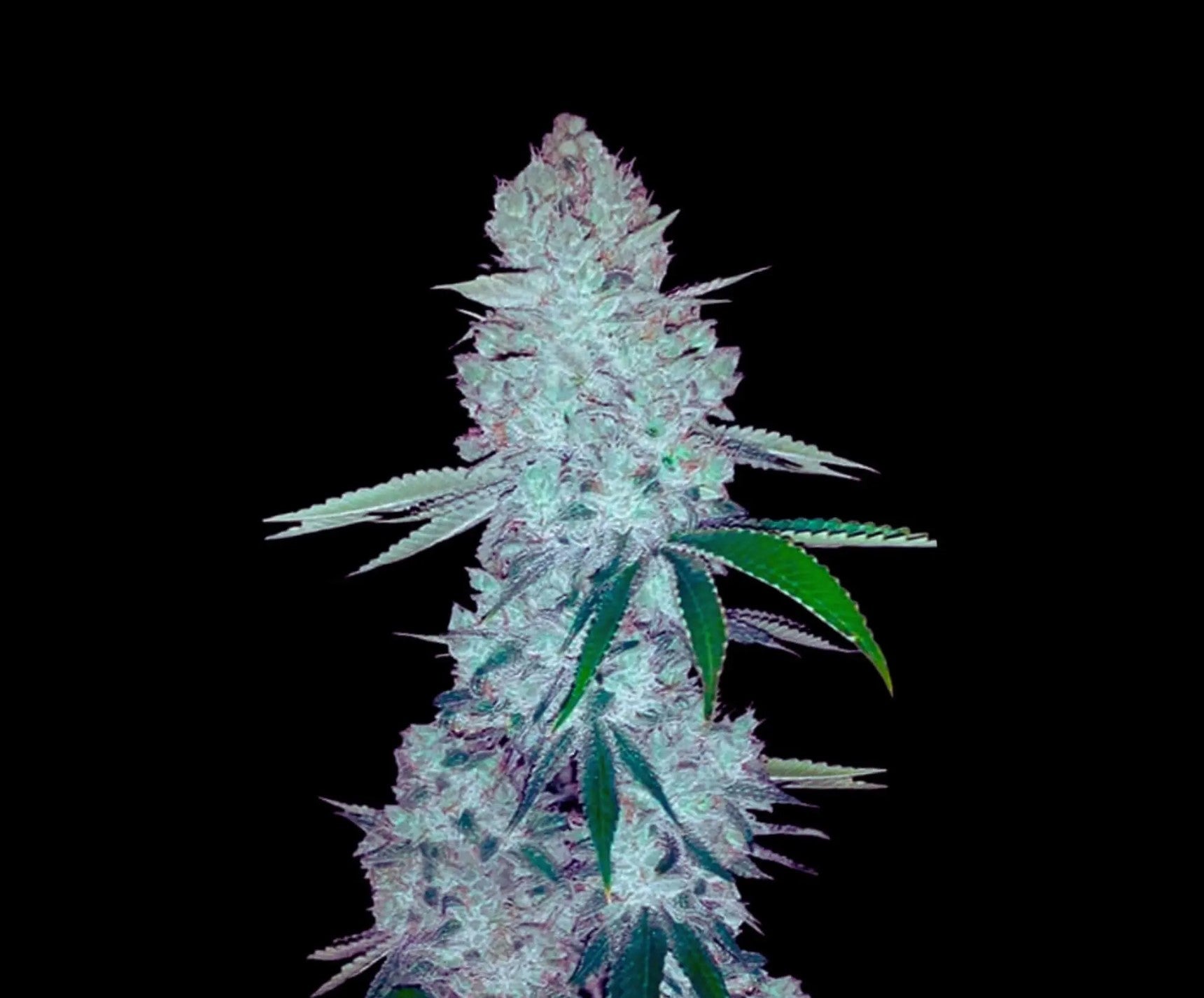 Seeds - Gorilla Glue Auto - Hybrid - 1 Seed or Buy 4 get 1 free