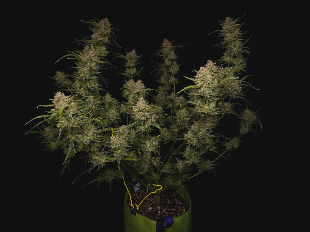 Guava Auto (1 Seed Pack) - Fast Buds - Hybrid