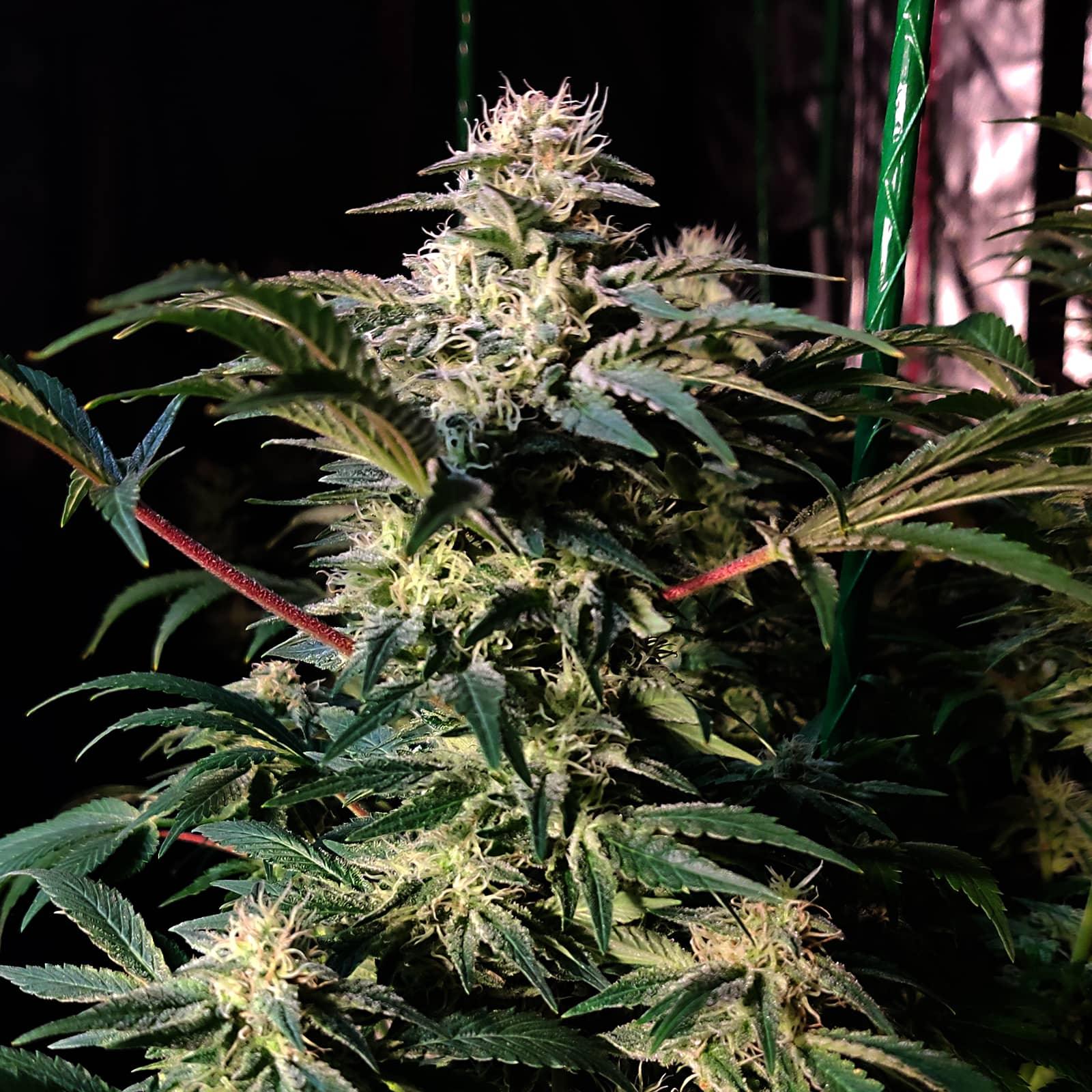 Seeds - Melon Gum Feminized