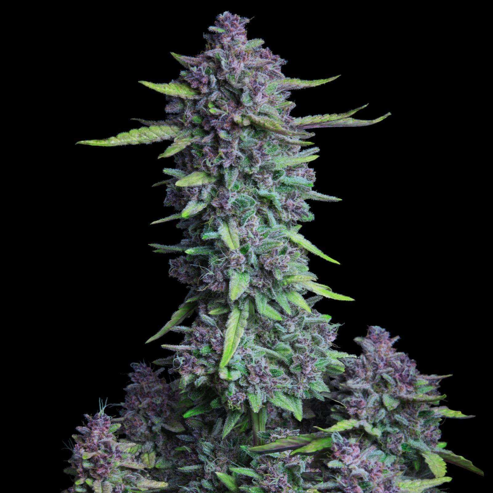 Seeds - Purple Punch Auto