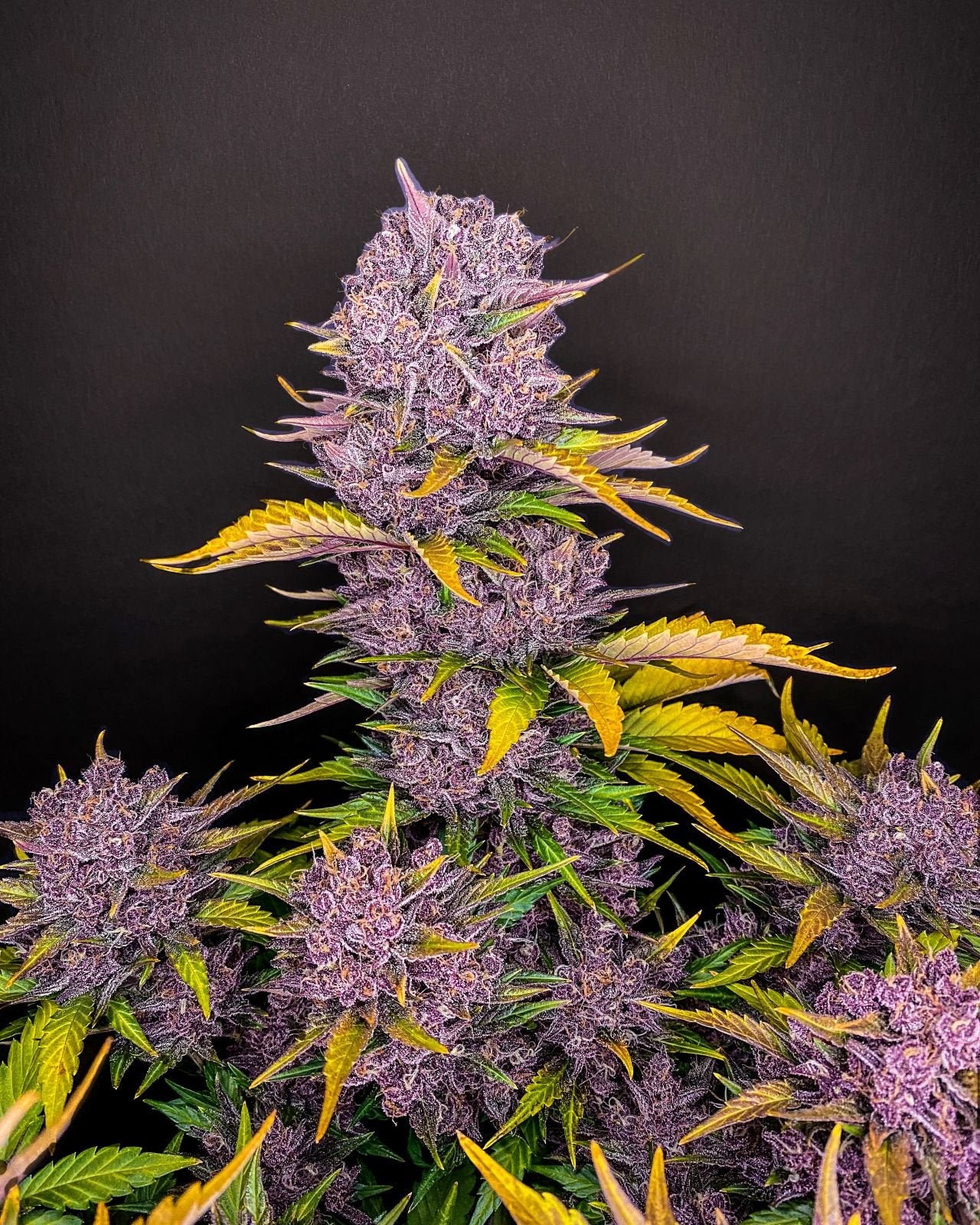 Purple Lemonade Fast Flowering (1 Seed Pack) - Fast Buds - Indica