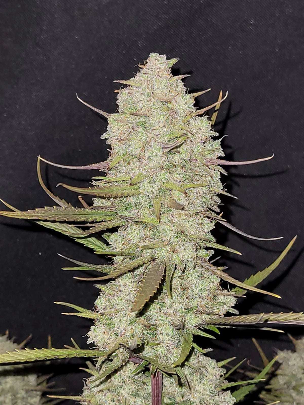 Tropicana Cookies Fast Flowering (1 Seed Pack) - Fast Buds - Indica