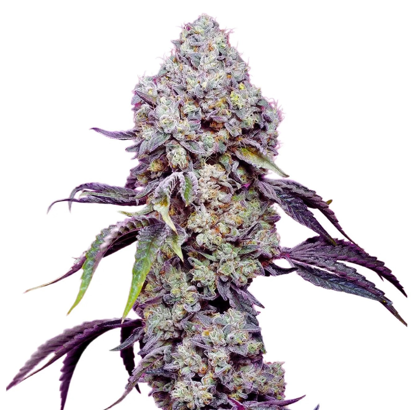 Seeds - Zkittlez Mandarine Fast Version - Hybrid - 1 Seed or Buy 4 get 1 free