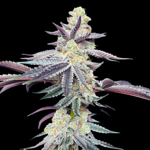 Apple Fritter Seeds - Hybrid - 25% THC - CCM seeds Buy 4 get 3 Free - D Vape Store