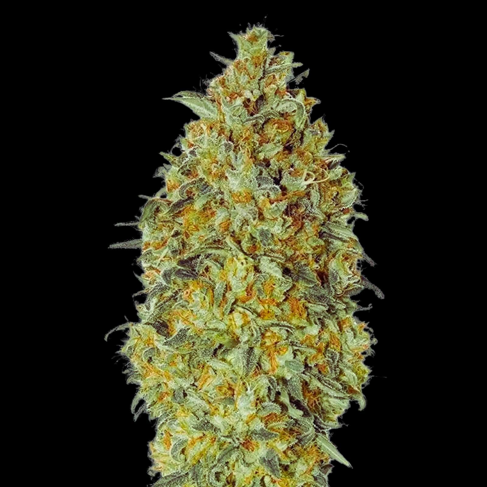 Seeds - Biodiesel Auto - Hybrid