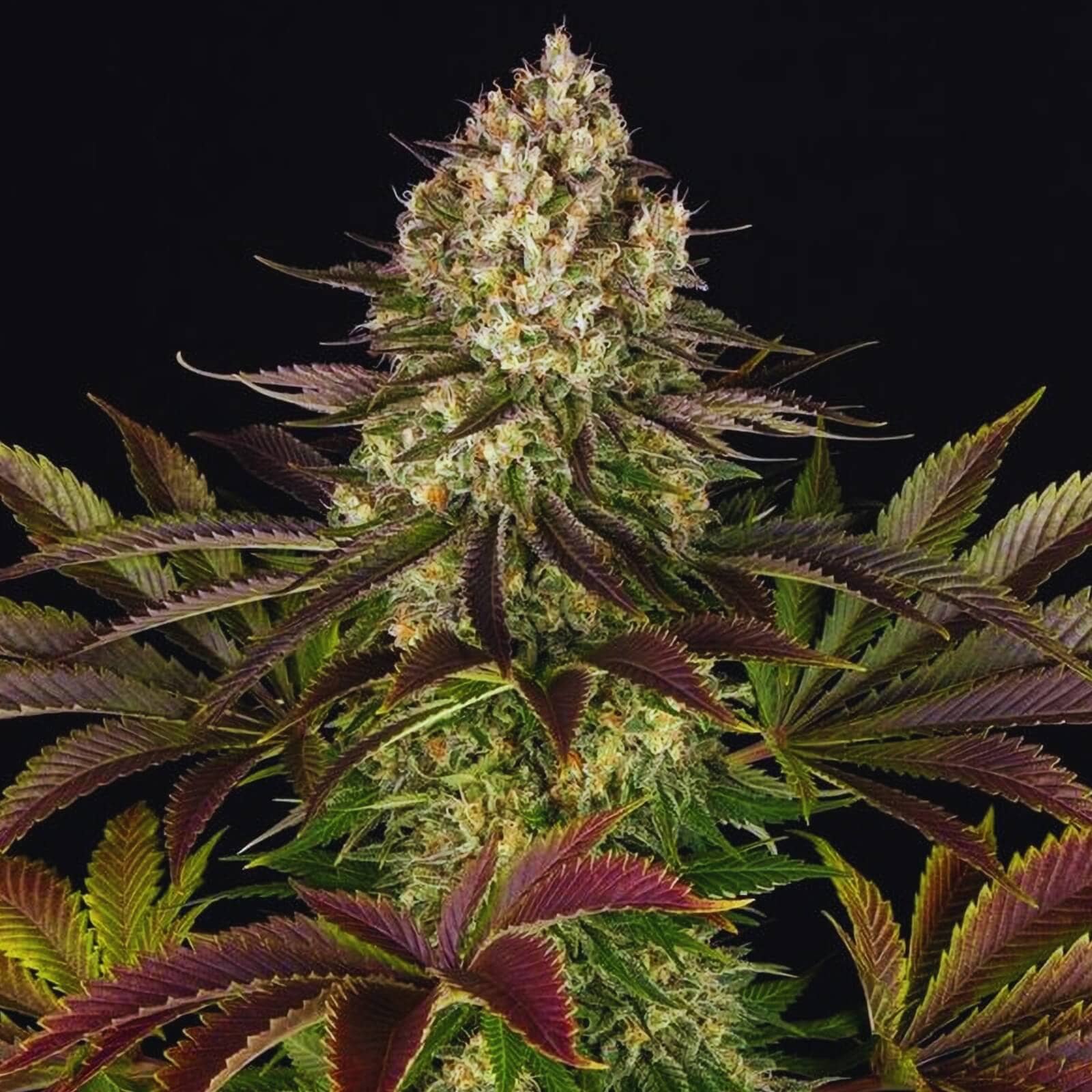 Biscotti Seeds - Indica - 30% THC - CCM seeds By 4 get 3 Free - D Vape Store