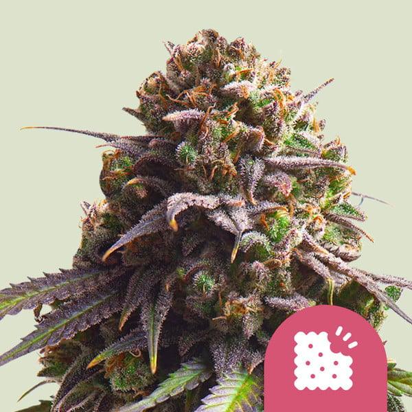 Biscotti Cannabis Seeds: Sweet, Nutty, and Uplifting - Feminized - 25% THC - 1 seed pack