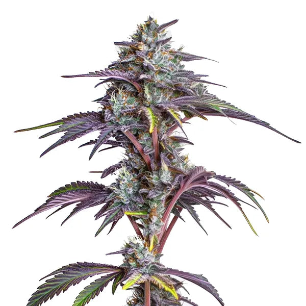 Blimburn Seeds | Blackberry Moonstones Feminized | 3 Premium Seeds - 33% THC