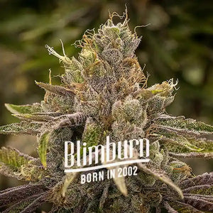 Blimburn Seeds | Permanent Marker | 1 Premium Feminized Seed - 34% THC - Hybrid strain