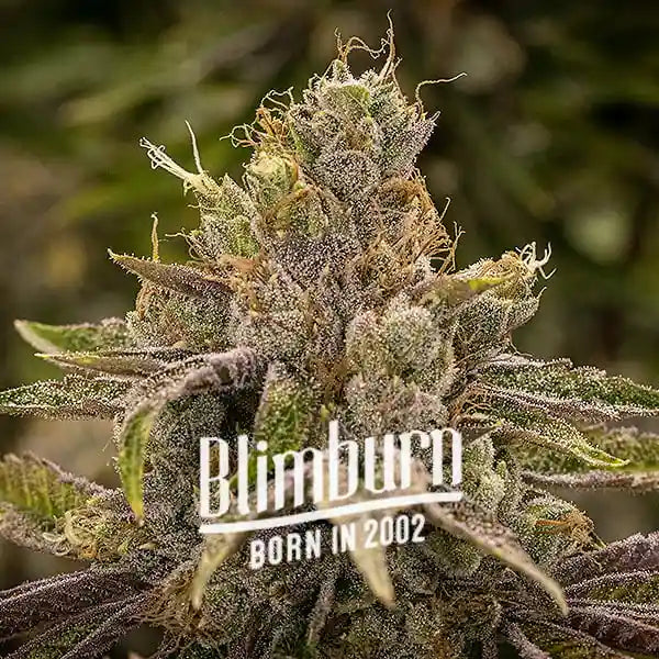 Blimburn Seeds | Permanent Marker | 1 Premium Feminized Seed - 34% THC - Hybrid strain