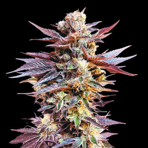 Cannabis Clinics Autoflower Seed's – Pick and Mix with Buy 4, Get 3 Free Offer! - D Vape Store