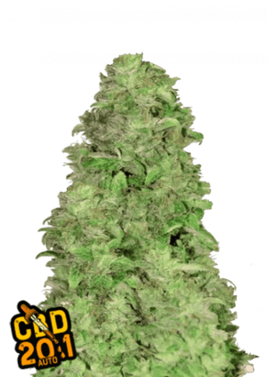 CBD 20:1 Fast Buds' First 100% Medicinal Strain - 1 Seed pack - 20% CBD - Autoflower - D Vape Store