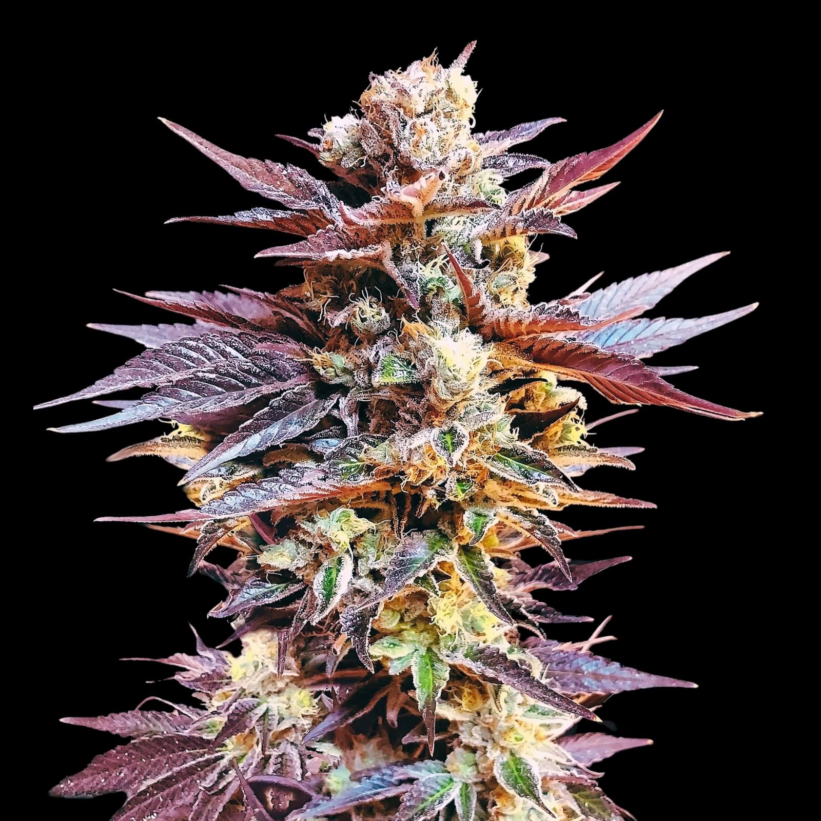 Cherry Pie Autoflower Seeds - Indica - CCM - Buy 4 get 3 Free - D Vape Store