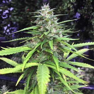 Chocolope Seeds - Sativa - 25% THC - CCM seeds Buy 4 Get 3 Free - D Vape Store