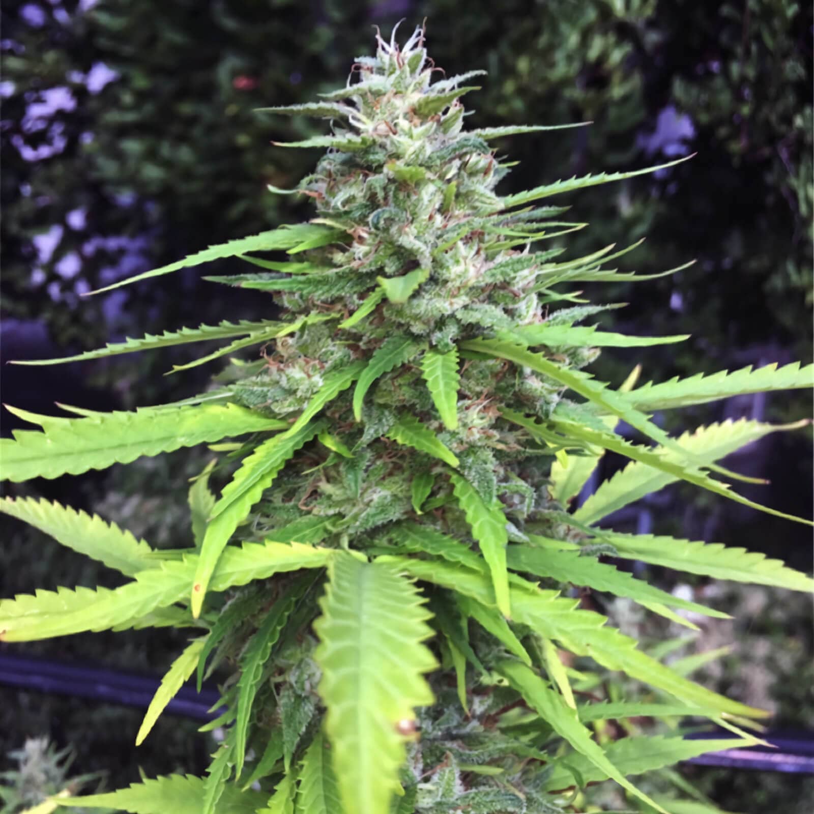 Chocolope Seeds - Sativa - 25% THC - CCM seeds Buy 4 Get 2 Free