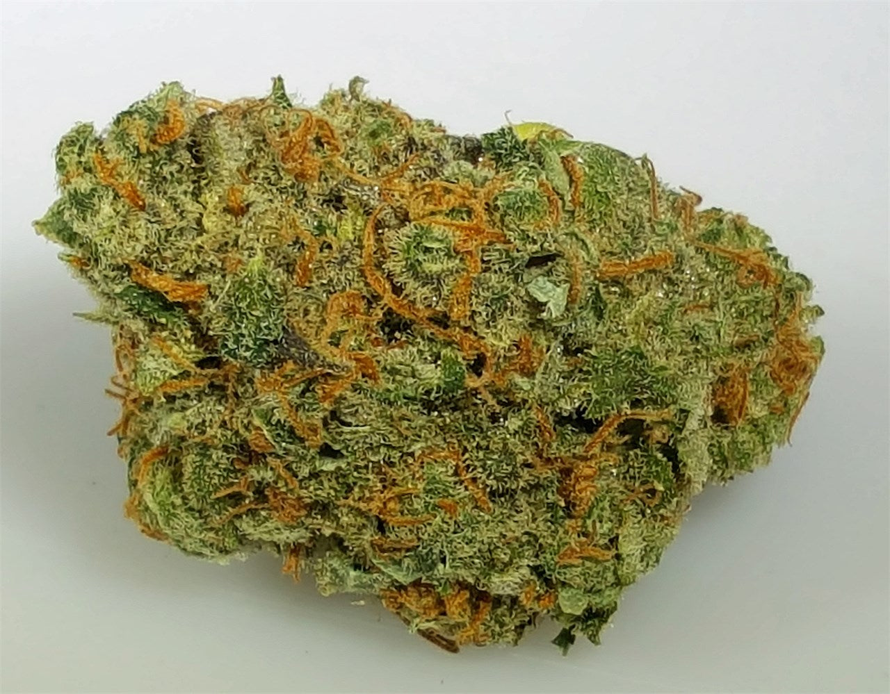 Chocolope Seeds - Sativa - 25% THC - CCM seeds Buy 4 Get 2 Free