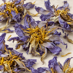 Close-up of dried Egyptian Blue Lotus whole flowers