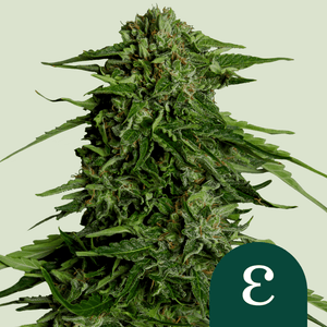 Epsilon F1 Cannabis Seeds: Fast-Growing, Aromatic, and Perfect for Stealthy Cultivation - D Vape Store